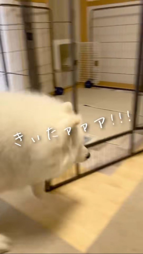 玄関に走っていくサモエド