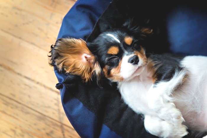 青い自分のベッドで寝る犬