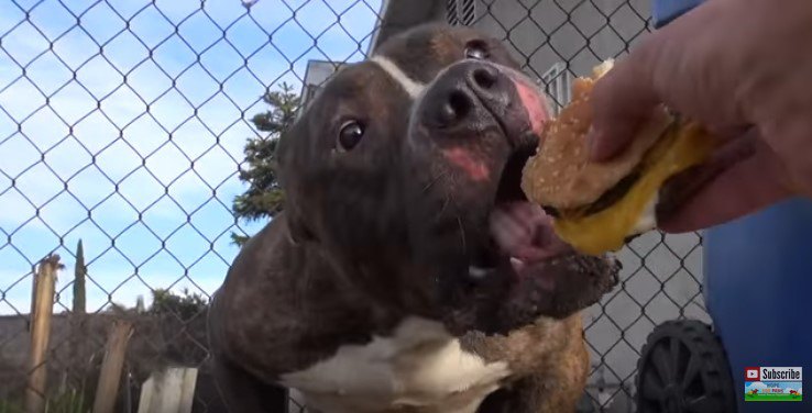 手から食べる犬