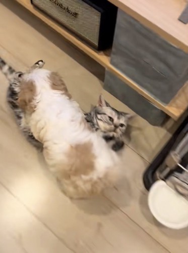 まるくん、突進！