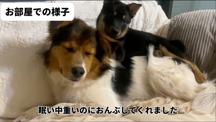 子犬に乗られる成犬