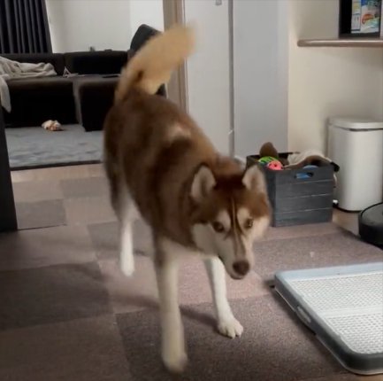 飼い主