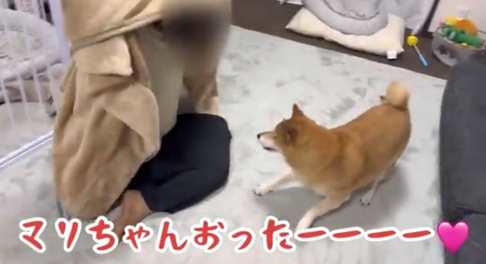 毛布がめくられて人と対面する犬