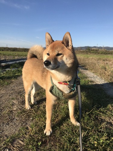 くま(♂) ちゃん｜柴犬