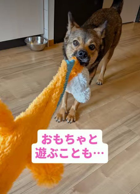 おもちゃが楽しくてご機嫌♪