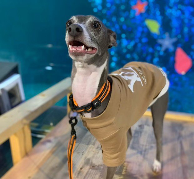 第2の犬生がスタート