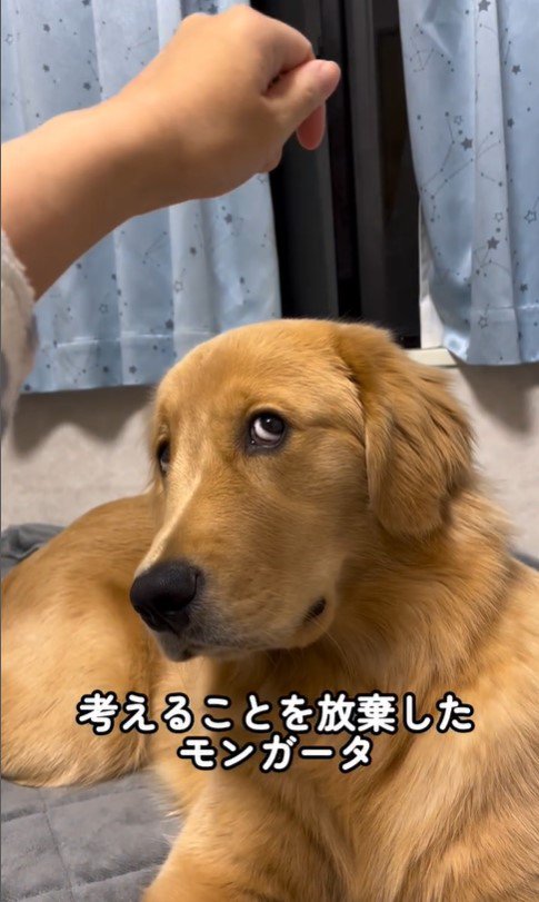 上を向いてほしい飼い主さんVSモンガータくん9