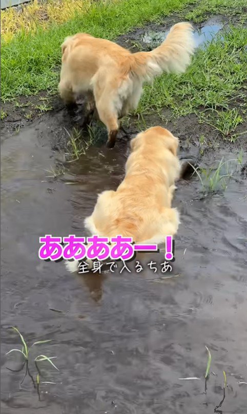 ちあちゃん＆ひまわりちゃんのハプニング3