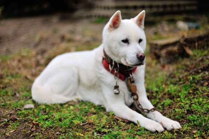 留守番をしている紀州犬