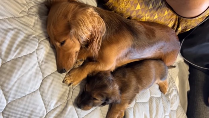 寄り添って眠るジャンボちゃんと母犬