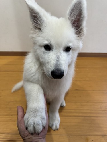 ホワシェパ