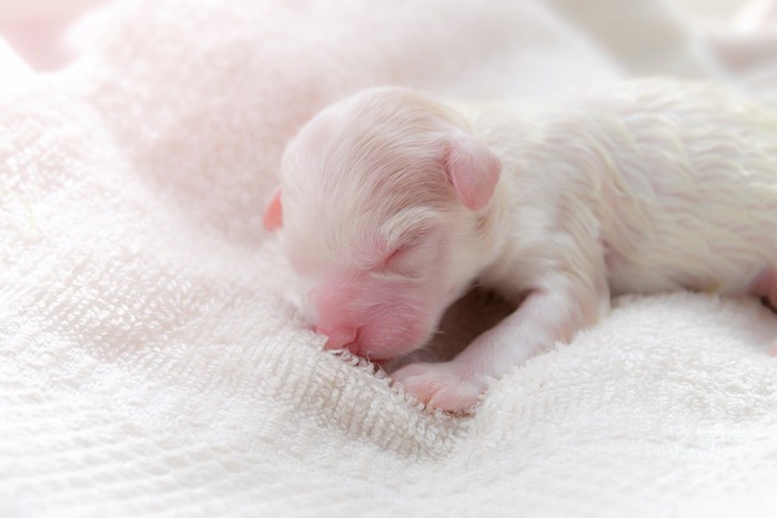 生まれたての子犬