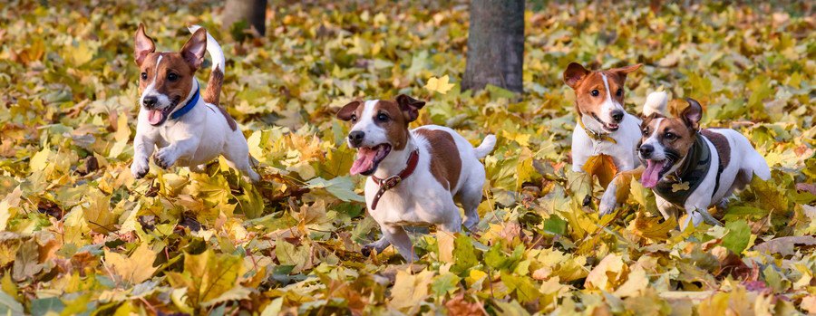 ブランケットから鼻を出す2頭の犬