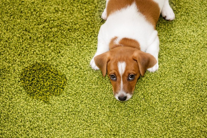 カーペットに粗祖をする子犬