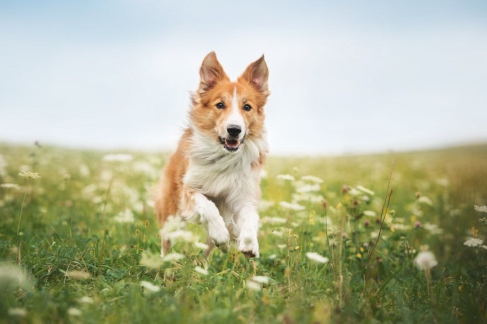 野原を駆ける犬