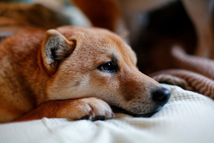 目だけで見つめる犬