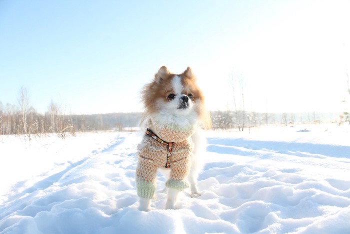 雪の上のポメラニアン