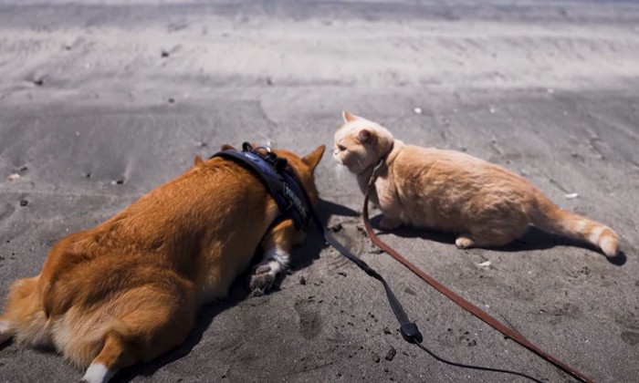 うつ伏せの犬と猫