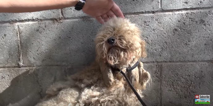 犬の頭をなでる