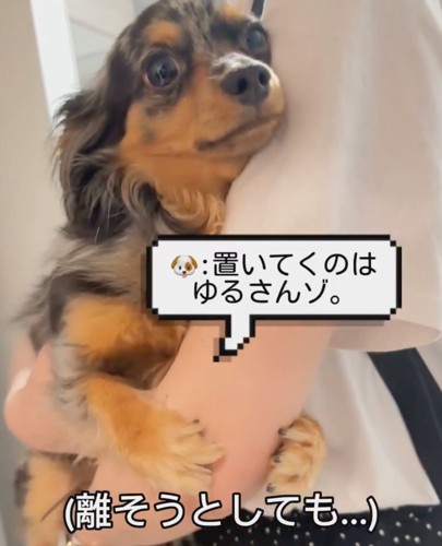 離す気がない犬