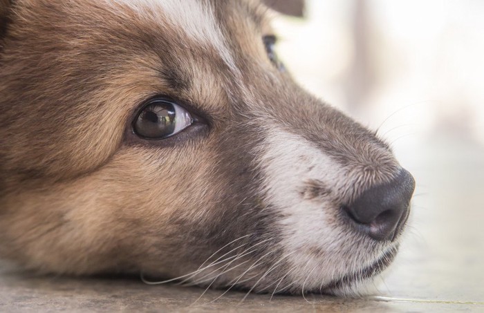 ワガママそうな表情の犬