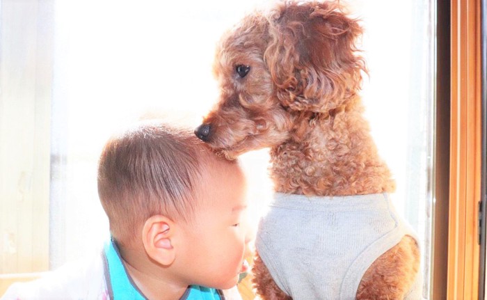 赤ちゃんの額にキスするトイプードル