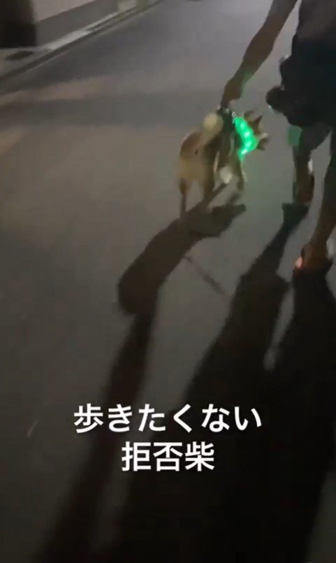 カンくんのお散歩拒否