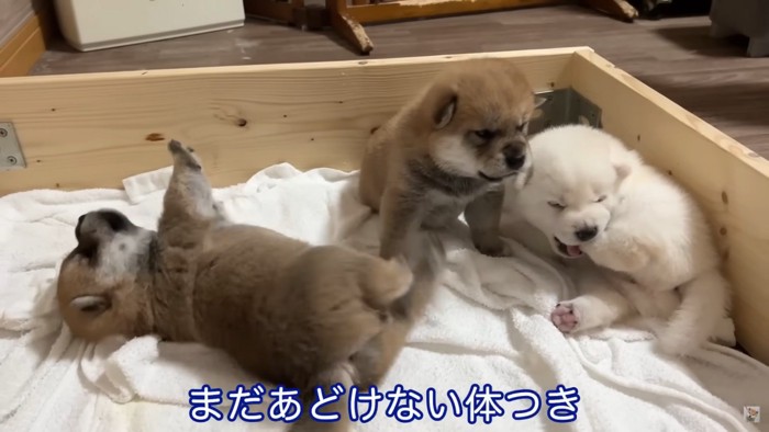 ころころ転がる姿がカワイイ♡