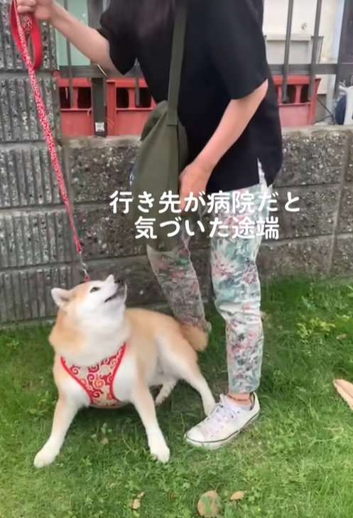 抱っこされるのを拒否する柴犬