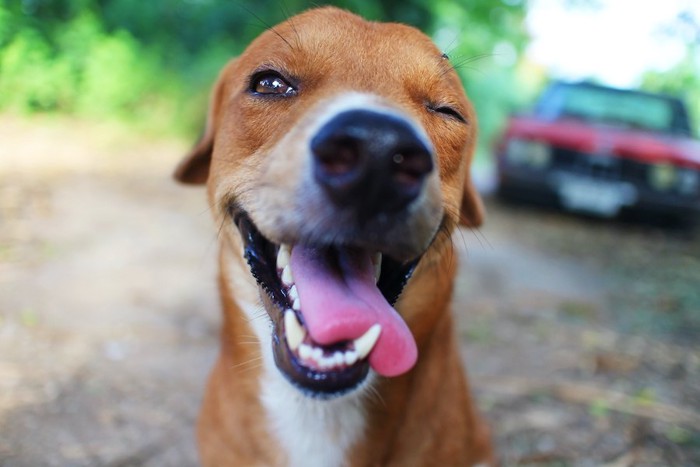 舌を出してウインクする犬