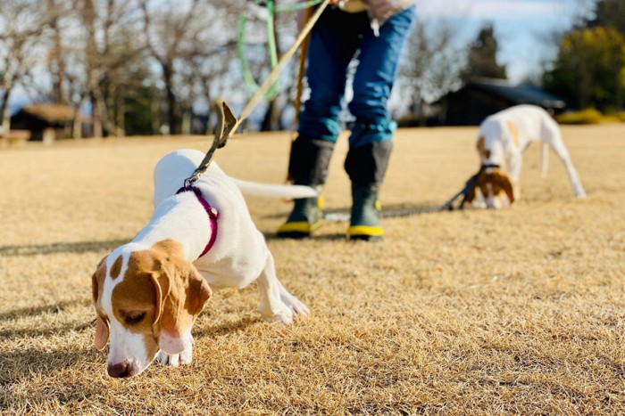 公園を散歩する犬たち