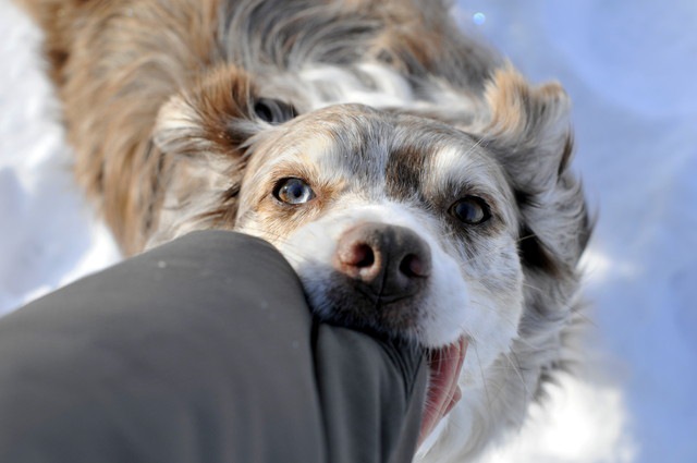 噛む犬