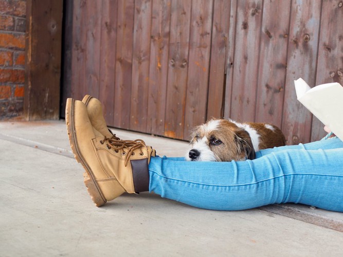 飼い主さんの足にあごを乗せている犬