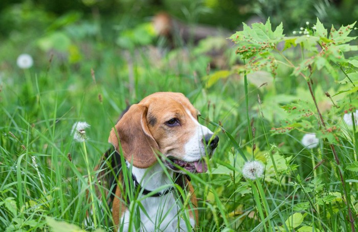 草むらを歩く犬