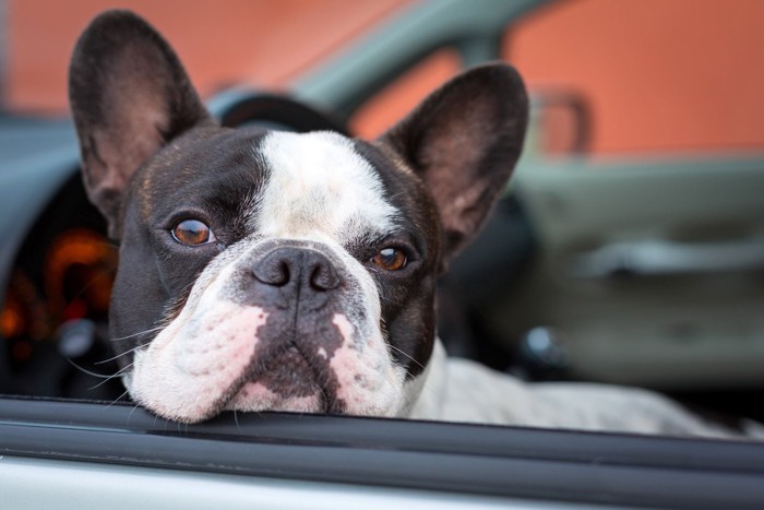 車の窓から顔を出す犬