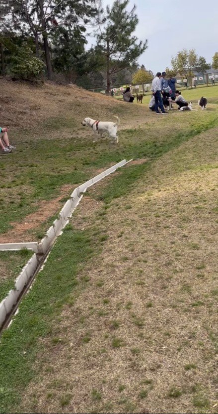 木陰に向かう犬