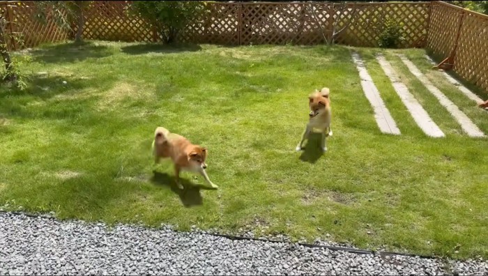 庭の芝生を駆け回る2匹の犬