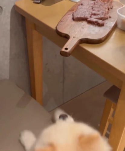 テーブルに並べられた肉を見上げる犬