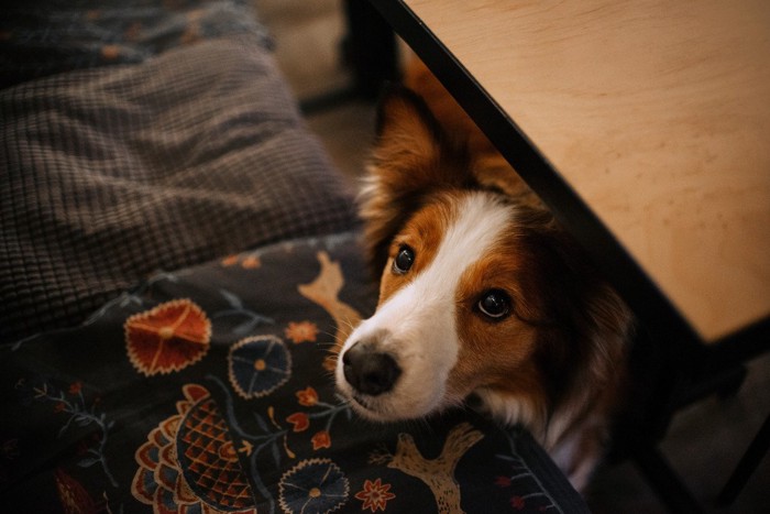 テーブルの下から顔を出す犬