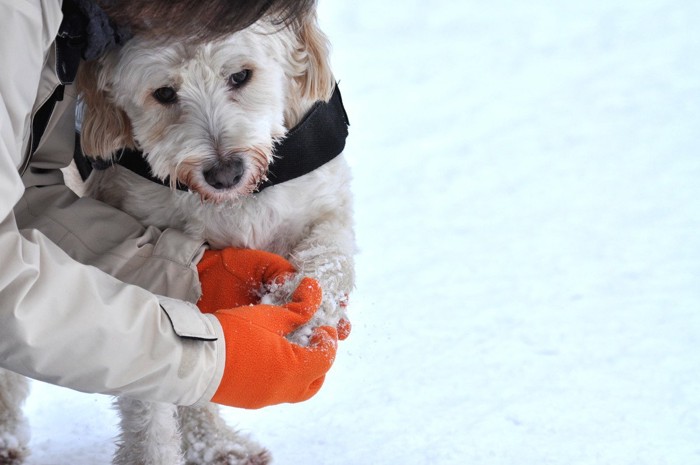 足の雪を払ってもらう犬