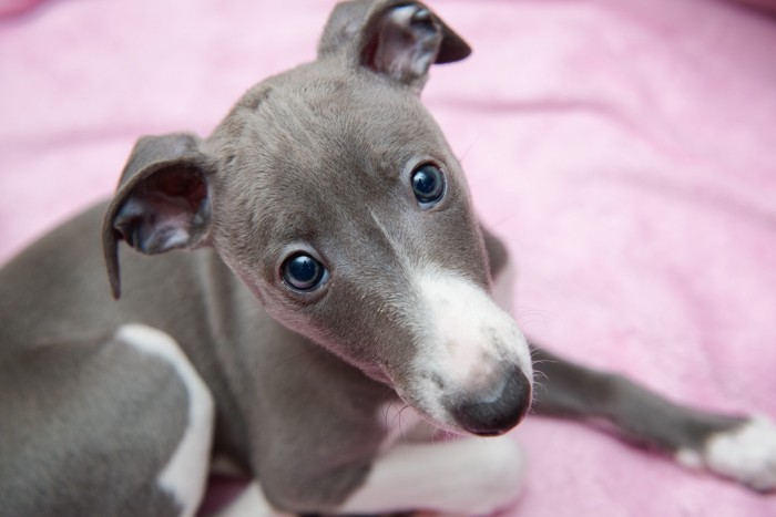 敷物の上に伏せて上を見上げるウィペットの子犬