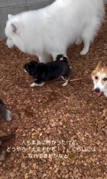 犬友達を作ろうとする一幕も