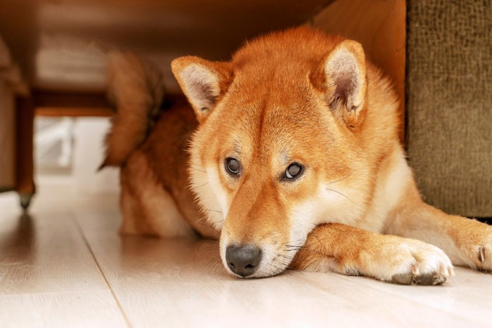 家具の下に伏せる柴犬