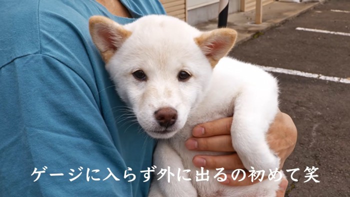 抱っこされる白い犬