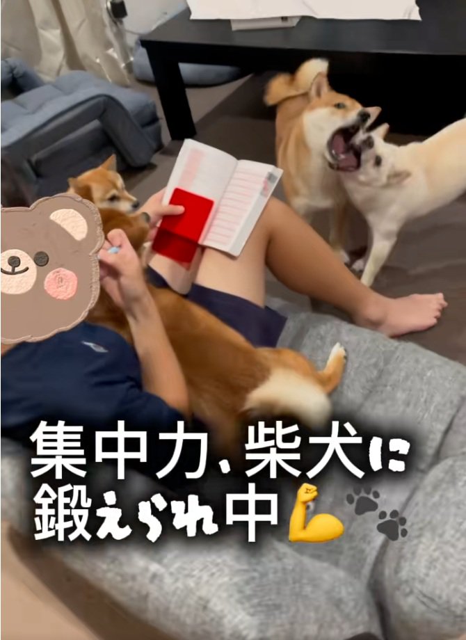 応援団のわんこたち