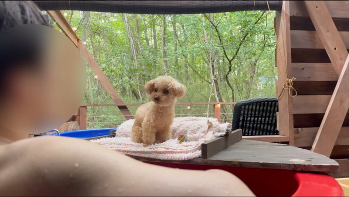 浴槽の蓋の上に乗って、お湯に浸かる飼い主を眺める犬