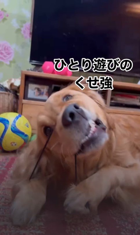 ヘアゴムで遊ぶつくしちゃん7