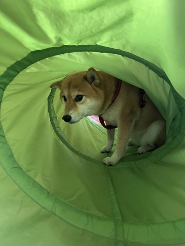 吠えられて…