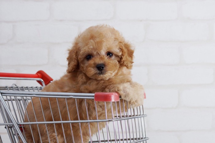 ショッピングカートに乗るトイプードルの子犬