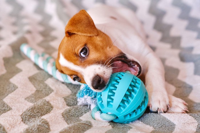 おもちゃで遊んでいる子犬